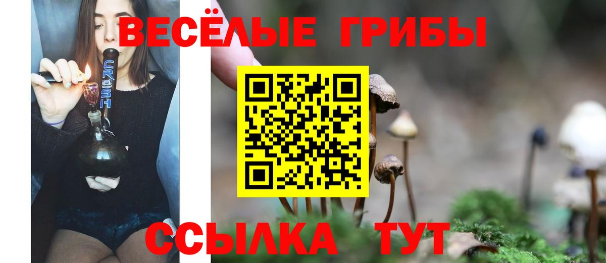 Псилоцибиновые грибы Psilocybe Ржев
